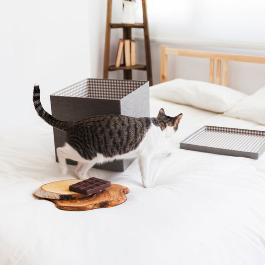 5 Tips to Design a Cat-Friendly Loft That Looks Amazing