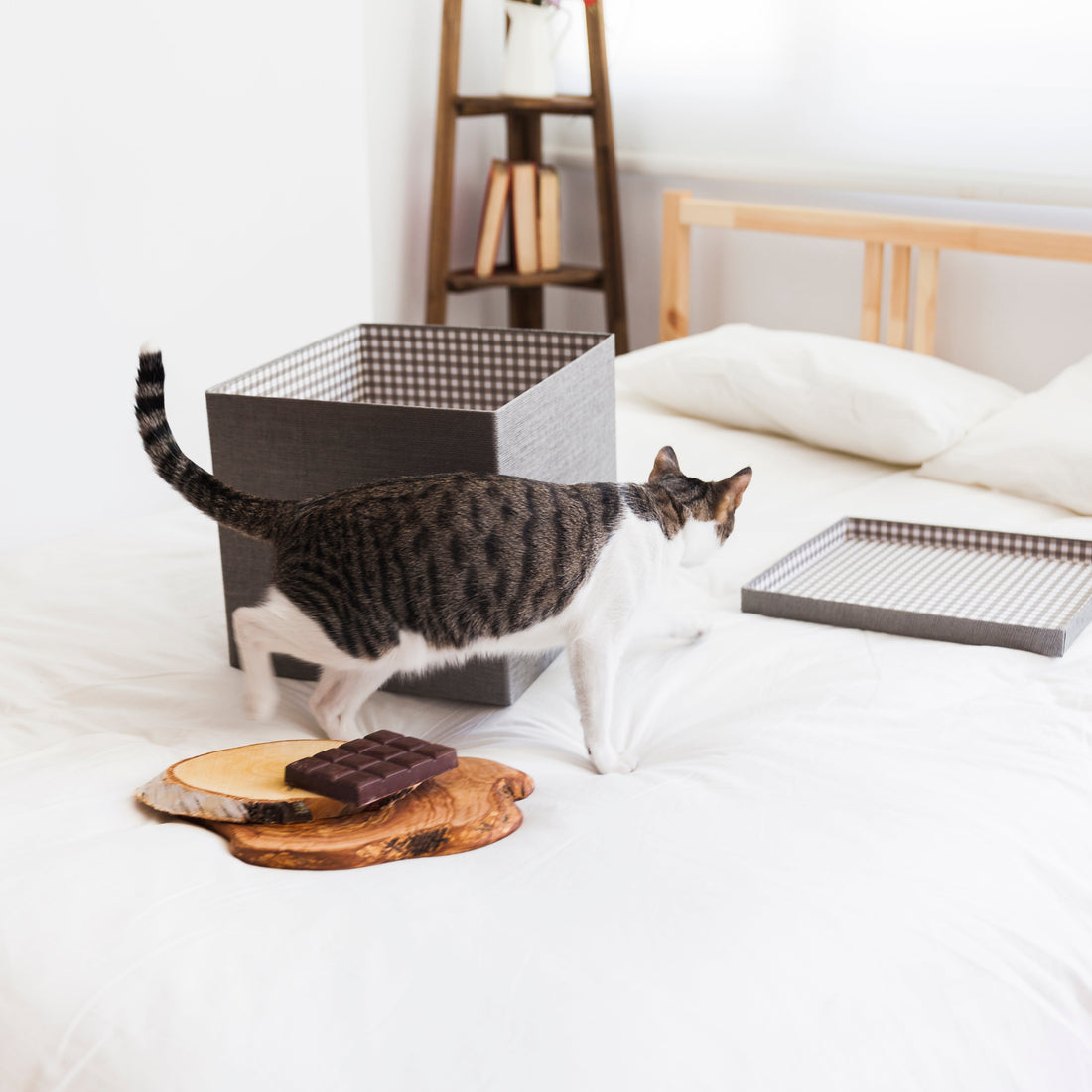 5 Tips to Design a Cat-Friendly Loft That Looks Amazing