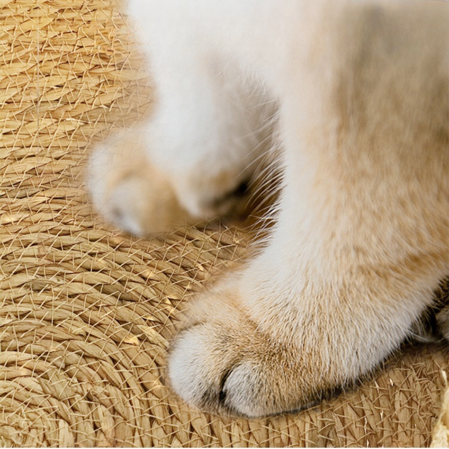 NokoBed™ – Handwoven Bulrush Cat Bed (with Cushion and Pillow)